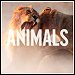 Maroon 5 - "Animals" (Single)