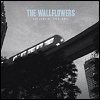 The Wallflowers - 'Collected: 1996-2005'